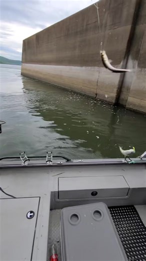 bait fishin #skipjack #fyp #bait | The catfishing duo | Facebook