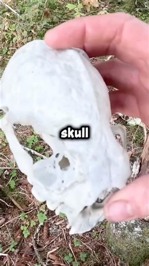 He Barely Survived A Giant Grizzly Bear While Hunting