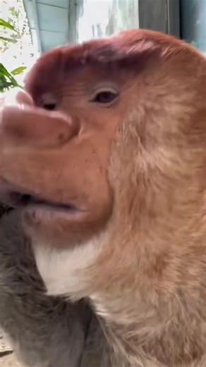 Explore the Unique Proboscis Monkey in Its Jungle Habitat
