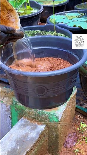 Tuber planting #its #easy #diy #simple #rajflorals # #lotus #trending #youtubeshorts