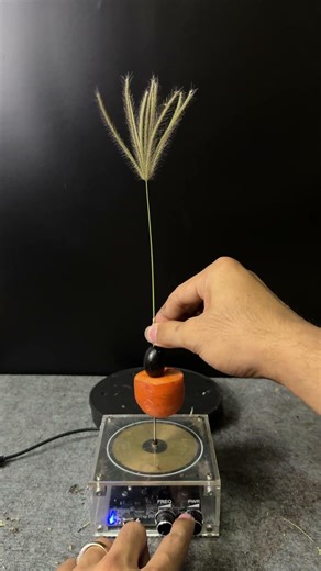 Tesla coil + carrot + grape