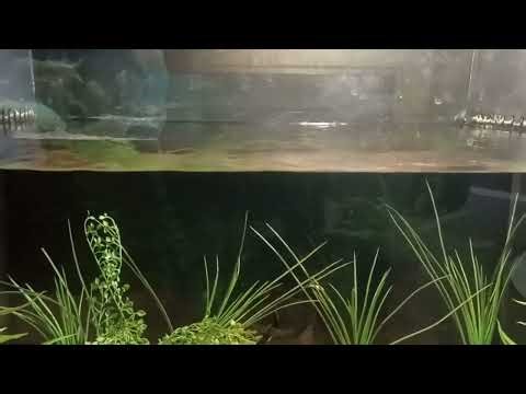 Greater Cleveland Aquarium animals that live in aquariums but are not fish