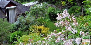 Quelle plante pour talus choisir ? 10 arbustes persistants | Composer son jardin