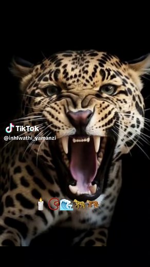 #ingwemabalabala #isithunywa #thecalling #lesedikganya🕯 #inhlwathi_yamanzi #ukuthwasathejourney