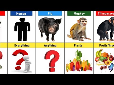 You Won’t Believe What These Animals Eat 😱
