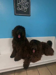 Doodle's Kennel | Cypress, Texas | Labradoodle Adoptions