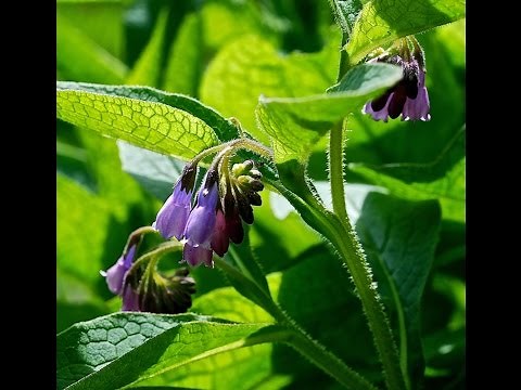 Comfrey The most useful plant you can grow