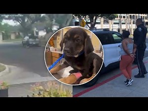 Suspect arrested in connection with disturbing case of puppy abuse captured on video in Santa Ana