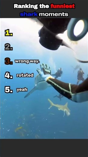 Ranking the funniest shark moments #rankings #funny #sharks #fypシ