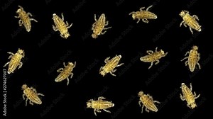 the larva under the microscope, the initial stage of the Coccinellidae larva (ladybug), is very voracious and can eat about a hundred aphids a day, also harbor cannibalism, help in agriculture to