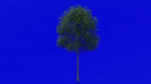 Download Tree animation loop - water oak, spotted oak, duck oak, punk oak, orange oak, possum oak - quercus nigra - green screen chroma key - small - 1a - summer spring for free