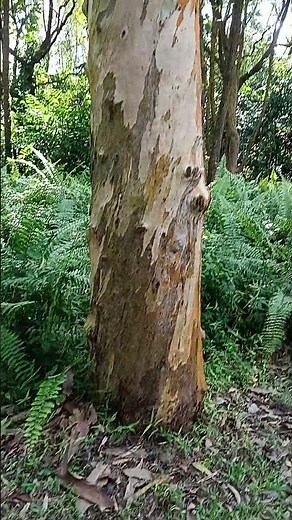 Eucalyptus Camaldulensis River Red Gum Tree | White Cream-coloured Bark Tree From Australia In SG
