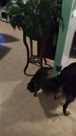 4.7K views · 136 reactions | Ce 29 10 | Les aventures de MODJO | Facebook