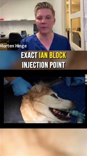 IAN Block: The EXACT Injection Point for Vet Dentists #vetdentistry #IANblock #mortenvetdentist
