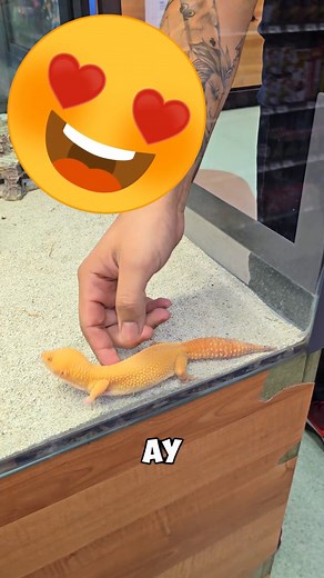 326K views · 5.7K reactions | 廬 ESCORPION, GECKO y PERROTE!!!  #Petco #escorpion #gecko #animales #perros #kangal #mascotas #cute #shorts | MarcianitoyYoshi | Facebook