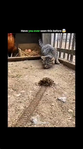 EXPLAIN EVERYTHING | IN SECONDS on Instagram: "🇯🇵✨ 日本では、圧電タイルを使って人々の足跡を電気工 ネルギーに変換しています。 これらのタイルは、あなたの足から生まれる運動工 ネルギーを捉えます。 1歩くたびに、体重と動きがタイルに圧力をかけ、 わずかに曲がります。その際に生じる機械的な応力を、内部の圧電材料が電気に変換します。 チー歩ごとに少量の電荷が発生し、何百万もの足跡 が組み合わさることで、LEDライト、ディスプレ イ、センサーを動かすのに十分な電力が生まれま す。 渋谷駅のような人が多い場所では、毎日およそ240 万歩がこのシステムに貢献しています。 この電力は蓄電や即時利用が可能で、 従来の電力への依存を減らし、持続可能な都市イン フラを支えています。 ▫️日常の動きを実用的な再生可能エネルギーに変え る革新的な方法です。 #日本 #知識 #事実 #知ってた #おすすめテクノロジーイノベーション 歴史 技術実験 人気 Sustainable FutureEnergy"