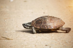 How to Help Turtles Crossing Roads