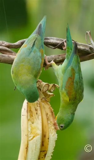 Orange-chinned Parakeet Brotogeris jugularis Colón, Panama 🇵🇦 | North Africa Parrot Services