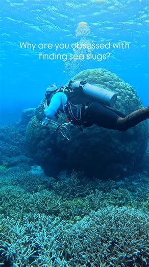 Happy International Sea Slug Day! 🎉 Nudibranchs, headshield slugs, and sap suckers might look delicate, but life without a shell has pushed them to evolve some truly wild ways to stay safe. 🐌✨ Sea slugs get a lot of their chemistry from things they eat. Some steal pigments from sponges for camouflage, while others flaunt bold colours to warn predators of their toxic defences. Those that feed on cnidarians like jellyfish and hydroids take it a step further, harvesting stinging cells to use as t