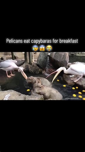Pelican Trying to Eat Capybara - Heartbreaking Encounter 😓