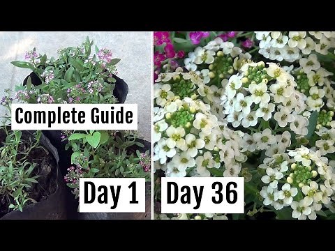 How to Grow & Care for Alyssum Plants: The Complete GUIDE with Updates