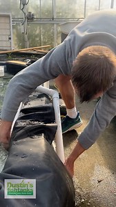 35K views · 87 reactions | HOW TO SIPHON! Here in the Greenhouse, we keep it easy! We do water changes right onto the floor! How do you make it easy on yourself in your aquarium? TANK ON! #siphon #howto #siphoning #easy #keepiteasy #greenhouse #aquarium #fishtank #waterchange | Dustin's Fishtanks | Facebook