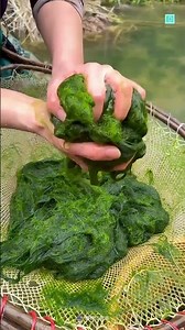 How River Algae is Turned Into a Crispy Snack! 🌿 | Traditional Street Food