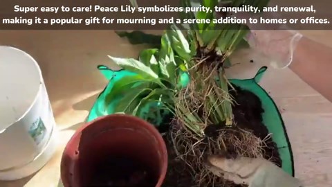 Peace Lily Plant Indoor Live, Well Rooted Peace Lily House Plant, White Flower, Plant Peace Lily Houseplant (Regular)