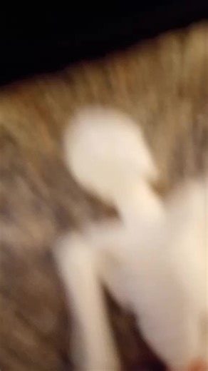 spooky scary dead skeletons