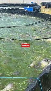 Le nourrissage une étape très importante ❤️ #Pisciculture #PiscicultureHorsSol #ÉlevageDePoissons #Aquaculture #Tilapia #Silure #ProjetPiscicole #Elevage #FermePiscicole #EntrepreneuriatAgricole #AgriBusiness #Motivation #InvestirDansLaPisciculture #FormationPisciculture _______________________________ Élevage Multi-Sectoriels | Formation en Pisciculture