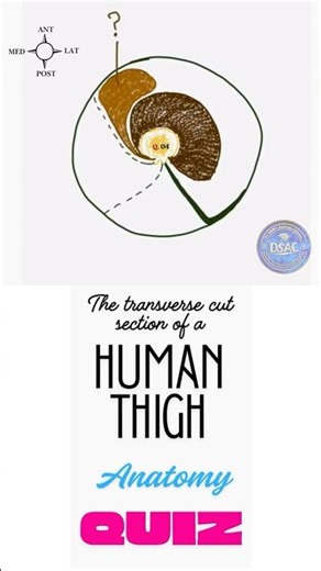 Lower limb anatomy quiz. Identify the muscle. Biology quiz. Thigh muscles #shorts