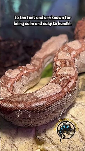 What Makes the Red-Tailed Boa So Unique? 🤔🐍 #snake #reptiles #redtailedboa #boa #exoticpets