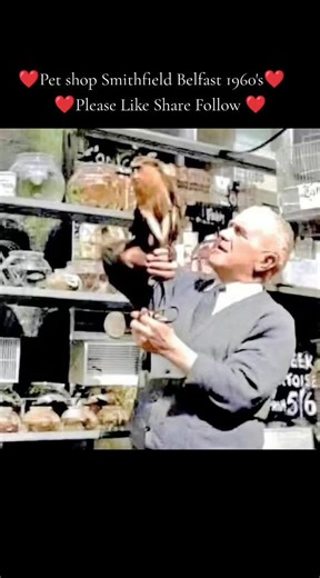 Rolling Back The Years To 1960's That Wee Pet Shop In Belfast, Smithfield Garfield Street #belfast #petlover #pet #people #petsoftiktok