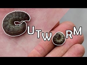 Cutworms in the garden - search and destroy