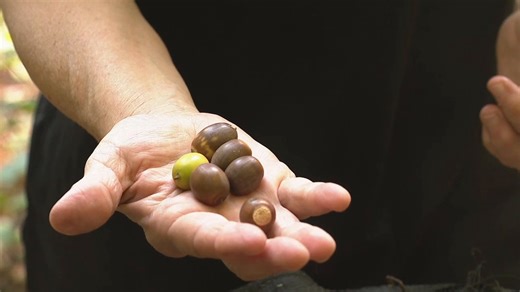 Acorn abundance: Harbinger of a harsh winter or just part of WNC's vibrant ecology?