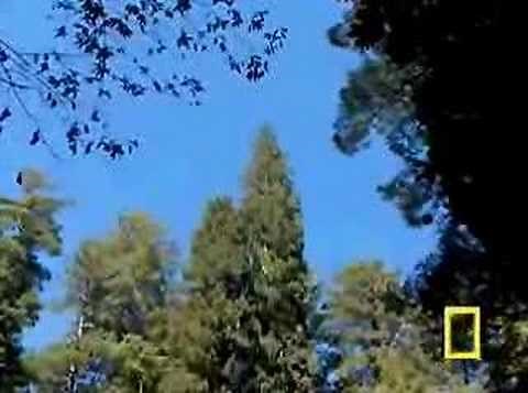 Tallest tree found in Redwood National Park (Part 1)