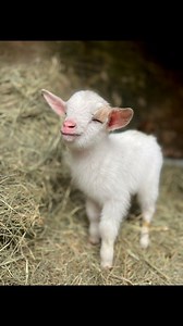 ⚠️Warning: Goat birthing video! A beautiful blue eyed buckling!🩵 Mama was a rockstar! Welcome to the farm baby Olaf!❄️☃️ In this video you can hear our daughter calling him baby Elsa… Baby Elsa is Olaf’s cousin that was born a week ago. They could nearly pass as twins!😍 #kiddingseason #nigeriandwarfgoats #babygoats #lifeonthefarm #homestead | King Family Farm