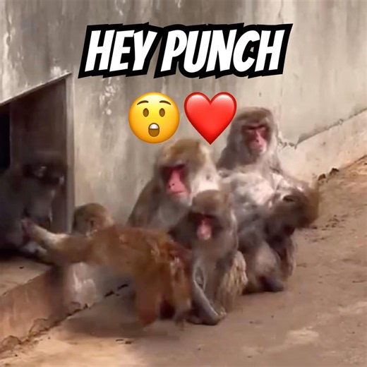 Punch’s Funny Drama with Kotora – Tiny Jump Scare #shorts