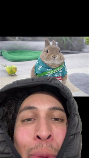 #greenscreen #bunny | bunnies