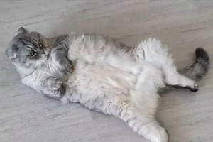 'Pet Pals TV': Cats Haven animal sanctuary