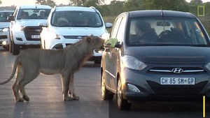 A pride of lions was crossing the road when one curious male stopped to investigate. | National Geographic