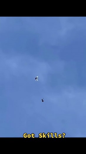 Pigeon Dive: Showcase Your Skills with Wild Creatures