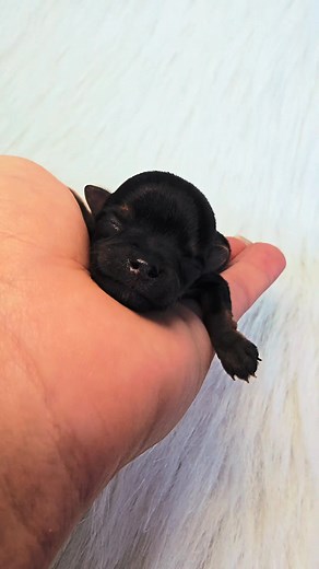 21 reactions · 18 comments | ✨️ Introducing Emberly & Timber’s Tiny...