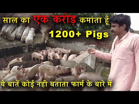 Pig Farming A-Z Information - Profit, How to Start, Process, Feeds