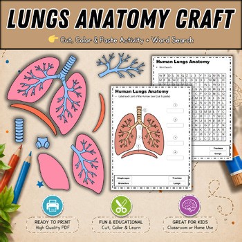 Human Lungs Anatomy Craft | Cut & Paste Activity Word Search|Human Body for kids