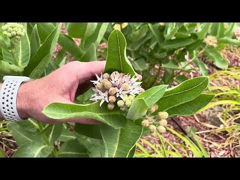 Milkweed Pruned To Regenerate Growth