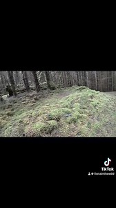 4.2K views · 122 reactions | The settlement is thought to have been abandoned due to an outbreak of illness, possibly cholera. In the 1970s, the forestry commission planted trees over the ruins. It’s very tricky to find and the woods are a little eerie. In a separate post there will be an AI reimagining of Tollie’s fate! (Can’t add video and photos) | Fiona in the Wild | Facebook