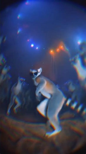 Madagascar I like it movet 🤣#dance