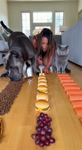 Funny Dog Challenges, Races & Eating Contests! #PawChallengeTV, #FunnyDogs, #DogRaces
