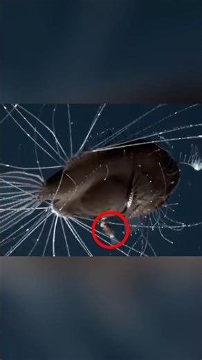 Animals with Complicated Love Stories